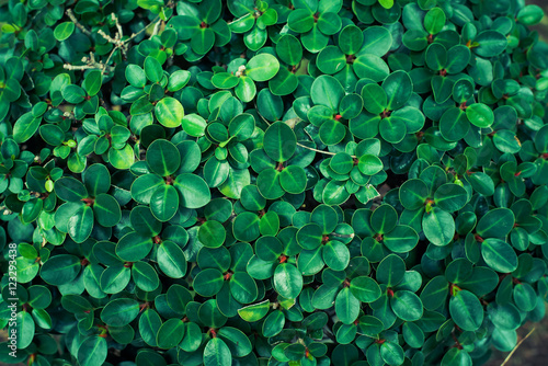 Dark green leaf texture of plant in garden