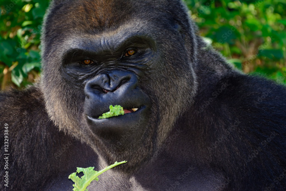 Male Silverback Western Lowland gorilla Male Silverback Western Lowland gorilla
