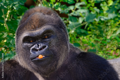 Fototapeta Naklejka Na Ścianę i Meble -  Male Silverback Western Lowland gorilla