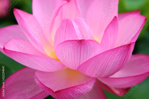 Close up of Lotus flower © takadahirohito
