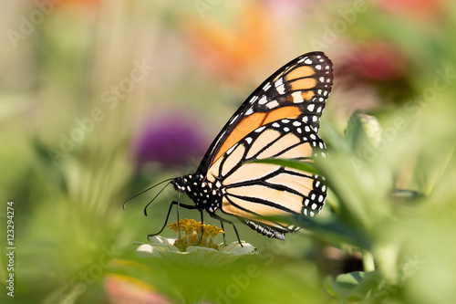 Monarch_Butterfly1 © Greg