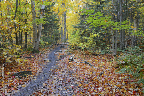 Autumn foliage with red, orange and yellow fall colors in a Northeast forest with hiking trail photo