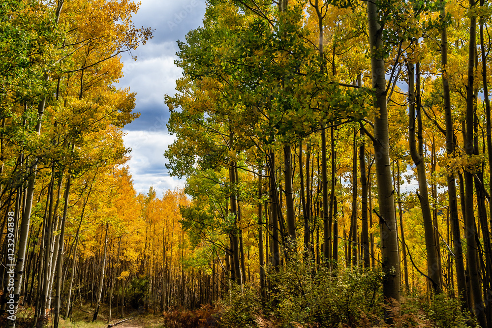A Forrest of Turning Yellow Aspen Trees along the trail to Escudilla Mountain, Eastern Arizona.