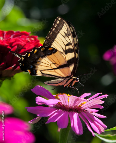 Eastern Tiger Swallowtail (Papilio glaucus) photo