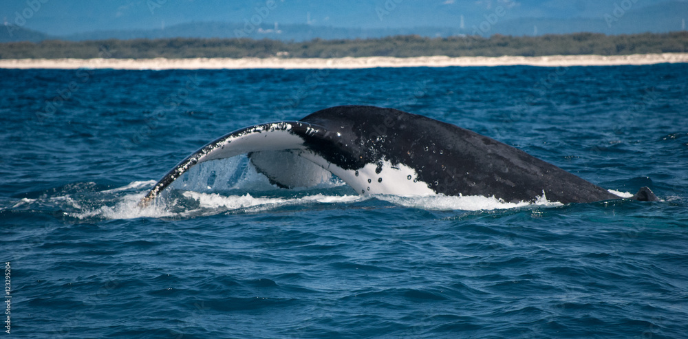 Fototapeta premium Tail Slap