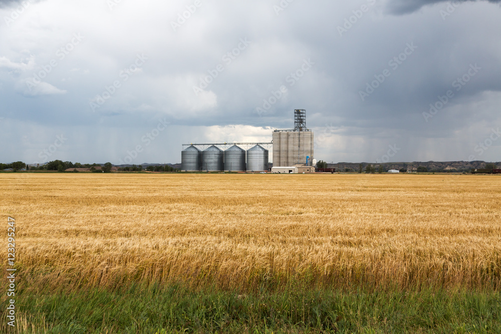 A grain elevator and fields of wheat during a storm on a summer day in Sidney, Montana. A grain elevator and fields of wheat during a storm on a summer day in Sidney, Montana.