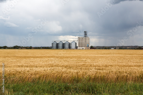 A grain elevator and fields of wheat during a storm on a summer day in Sidney, Montana.  © harmantasdc