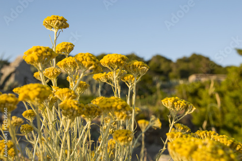 Dwarf everlast or immortelle (Helichrysum arenarium)