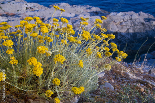 Dwarf everlast or immortelle (Helichrysum arenarium)