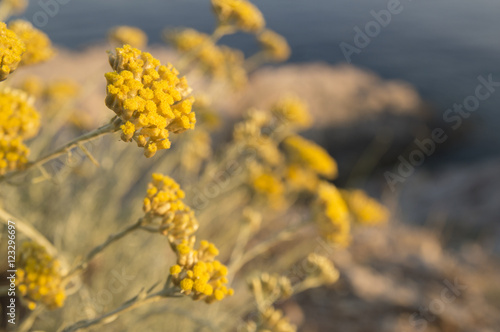 Dwarf everlast or immortelle (Helichrysum arenarium)