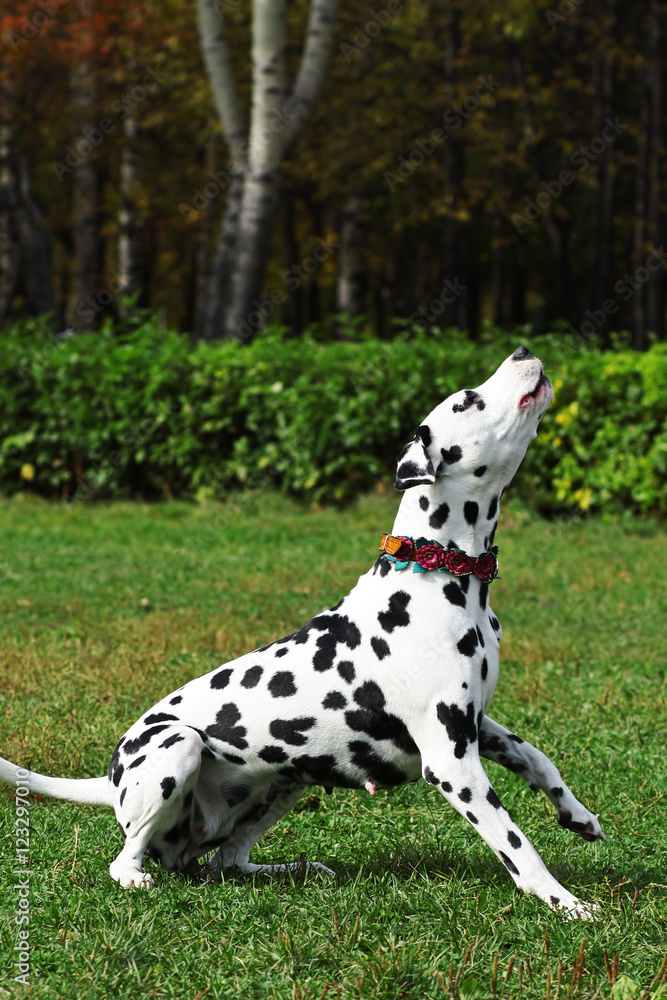 Spotted dog Dalmatian walks with the Park, engaged in training Spotted dog Dalmatian walks with the Park, engaged in training