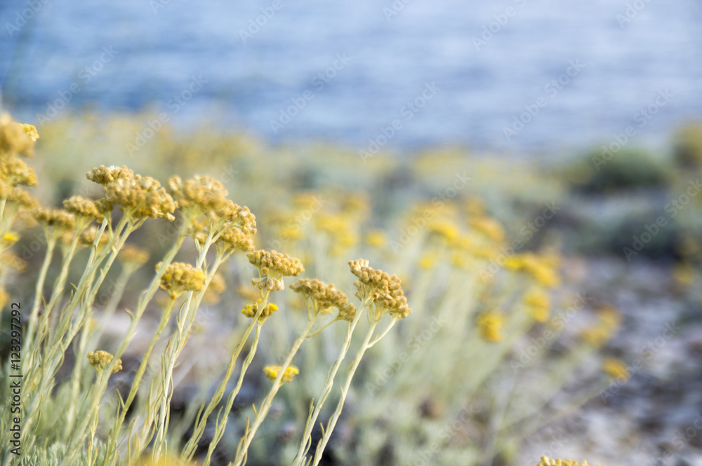 Obraz premium Dwarf everlast or immortelle (Helichrysum arenarium)