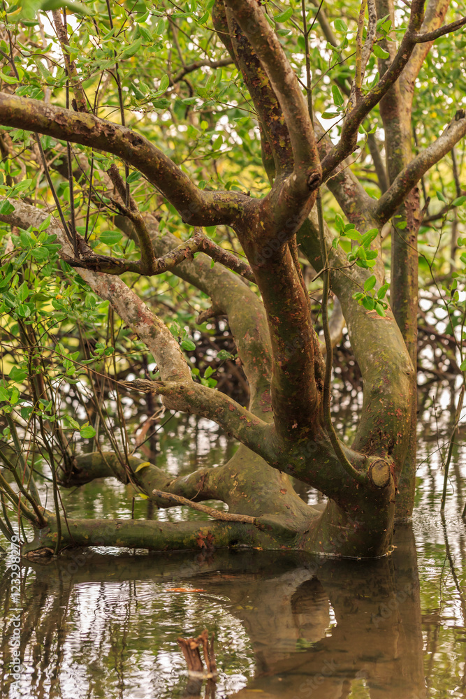 Fototapeta premium Flooded forest of mangrove trees