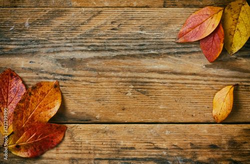 autumn background branches with colorful leaves closeup