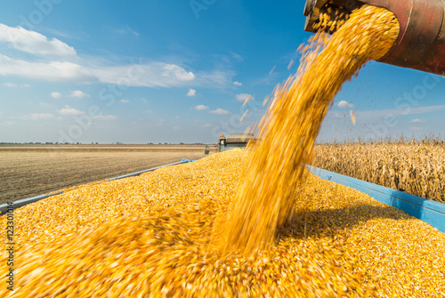 Pouring corn grain into tractor trailer photo