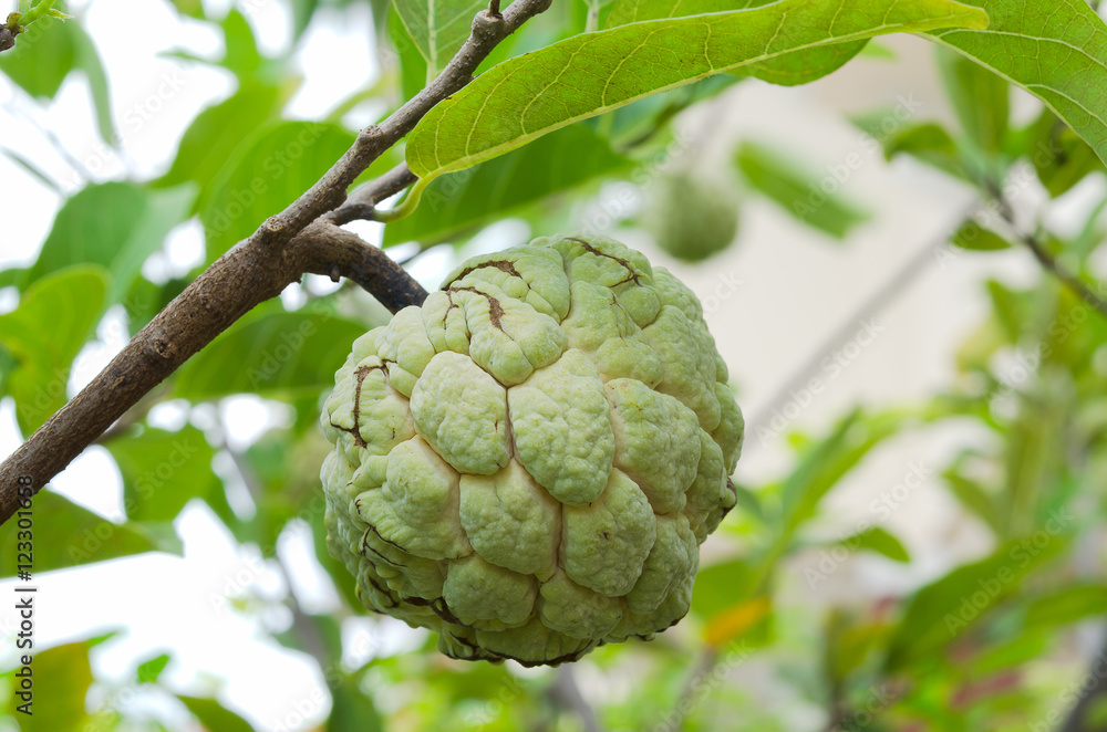 A selected focus of a custard apple on its stem A selected focus of a custard apple on its stem