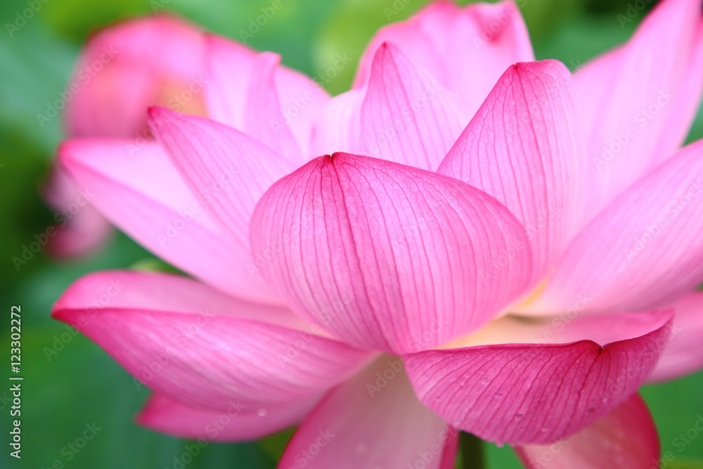 Close up of Lotus flower