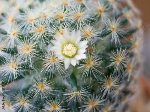 Close up on cactus  mammillaria schiedeana  with a little flower