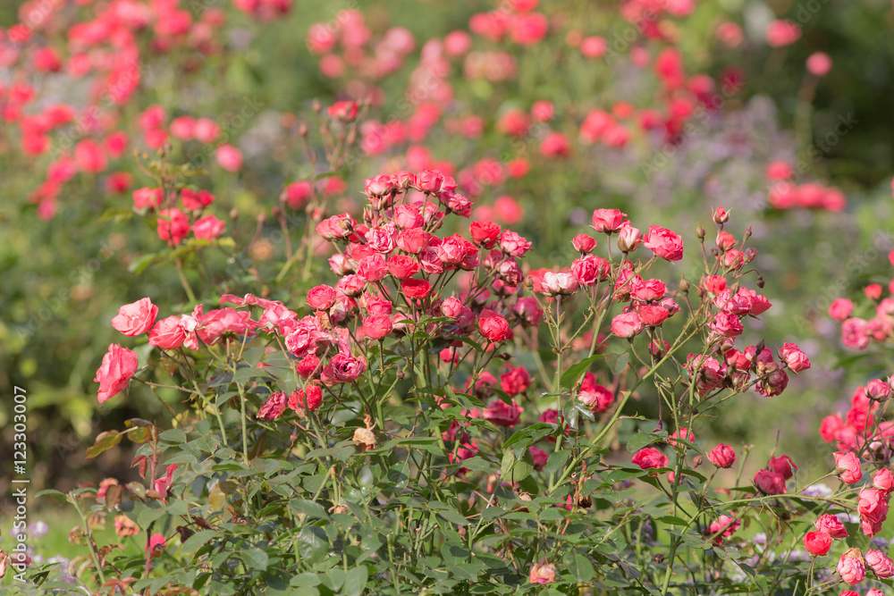 red rose in a summer garden