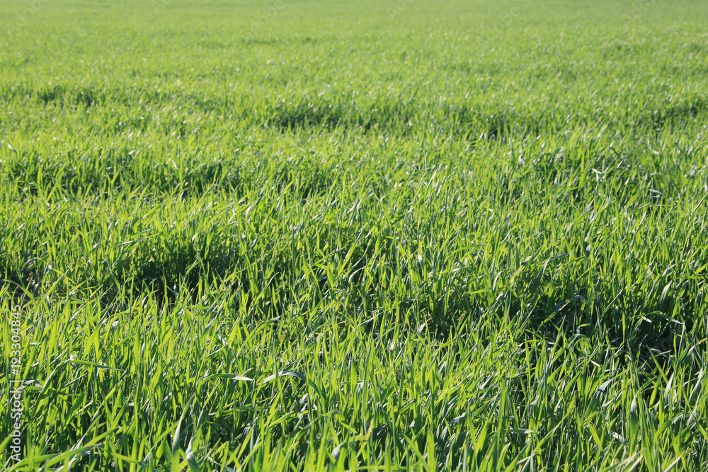 young green shoots in the field young green shoots in the field
