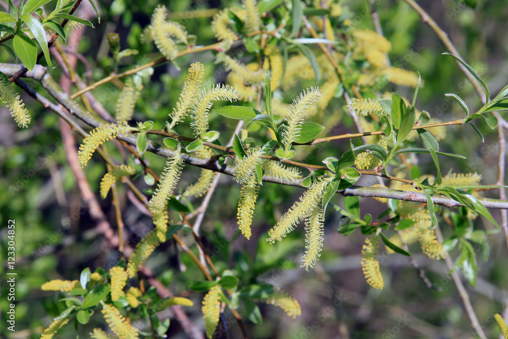 Fototapeta premium young leaves on the branch