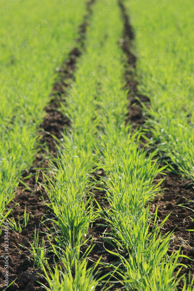 Fototapeta premium young green shoots in the field