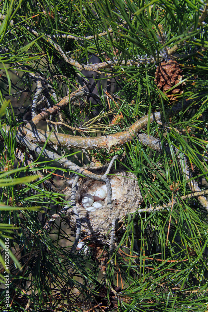 bird's nest with eggs bird's nest with eggs