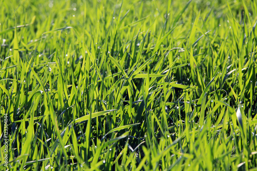 young green shoots in the field