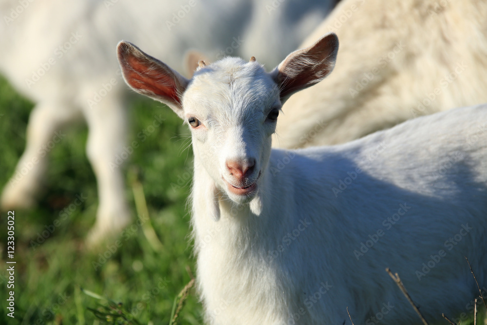 Goat with kids on a meadow