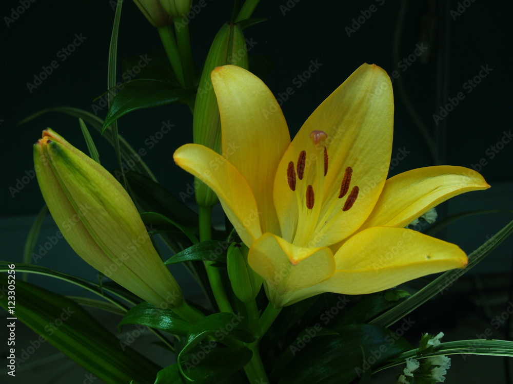 Obraz premium Zephyranthes lily flower. Common names for species in this genus include fairy , rainflower, zephyr , magic , Atamasco , madonna and rain