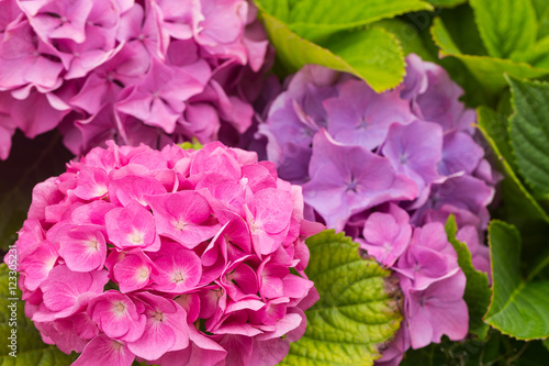 Flowers of a pink and lilac hydrangea