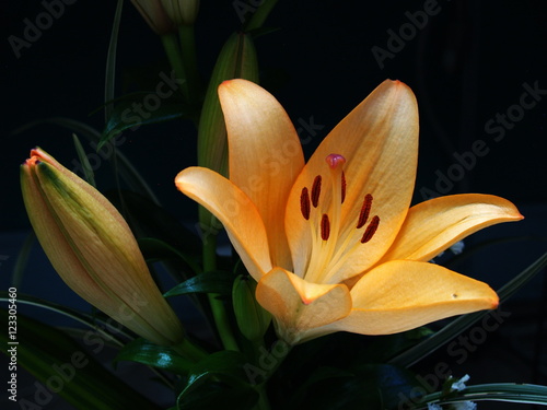Φωτογραφία Zephyranthes lily flower