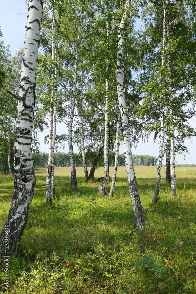 Obraz premium birch grove in the Urals
