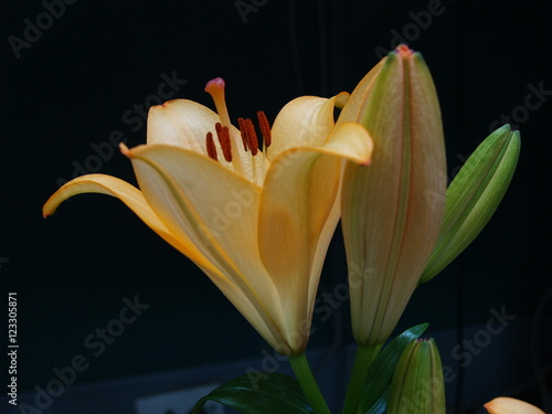 Zephyranthes lily flower. Common names for species in this genus include fairy , rainflower, zephyr , magic , Atamasco , madonna  and rain