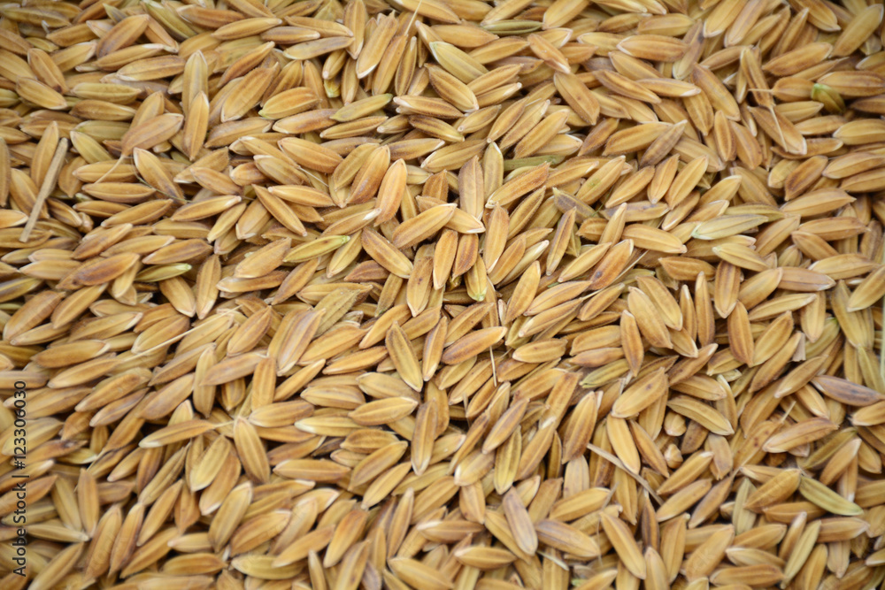 Background paddy gold Background paddy gold