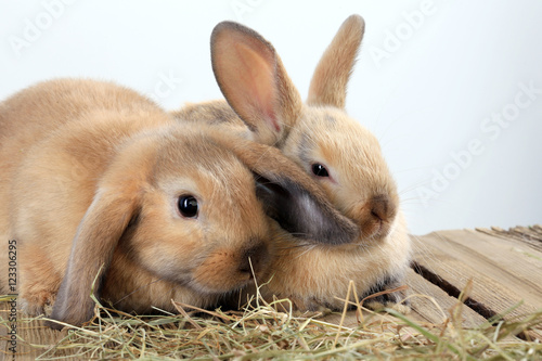 pair of rabbits