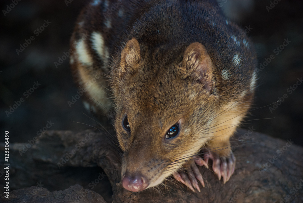 Spotted Quoll Spotted Quoll