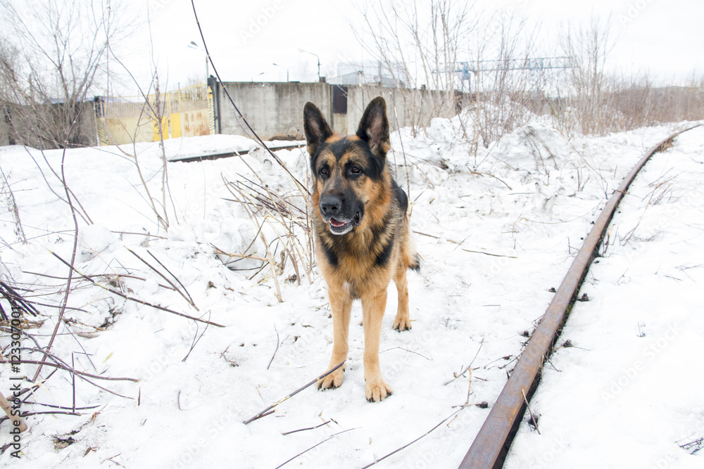 German shepherd dog is guarding an important object German shepherd dog is guarding an important object