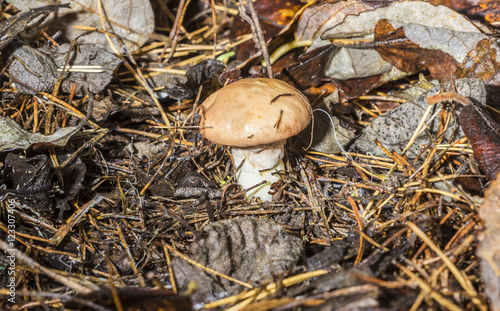 Edible mushroom Suillus granulatus growing