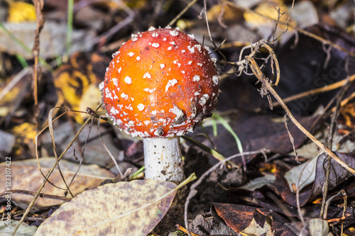 Close-up of one red mushroom among green grass in the autumn forest. Amanita muscaria, known as fly agaric or , is a beautiful but poisonous and psychoactive basidiomycete fungus.