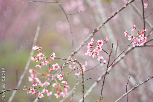 Spring Sakura Cherry Blossom , pink blossom sukura flowers © saravut
