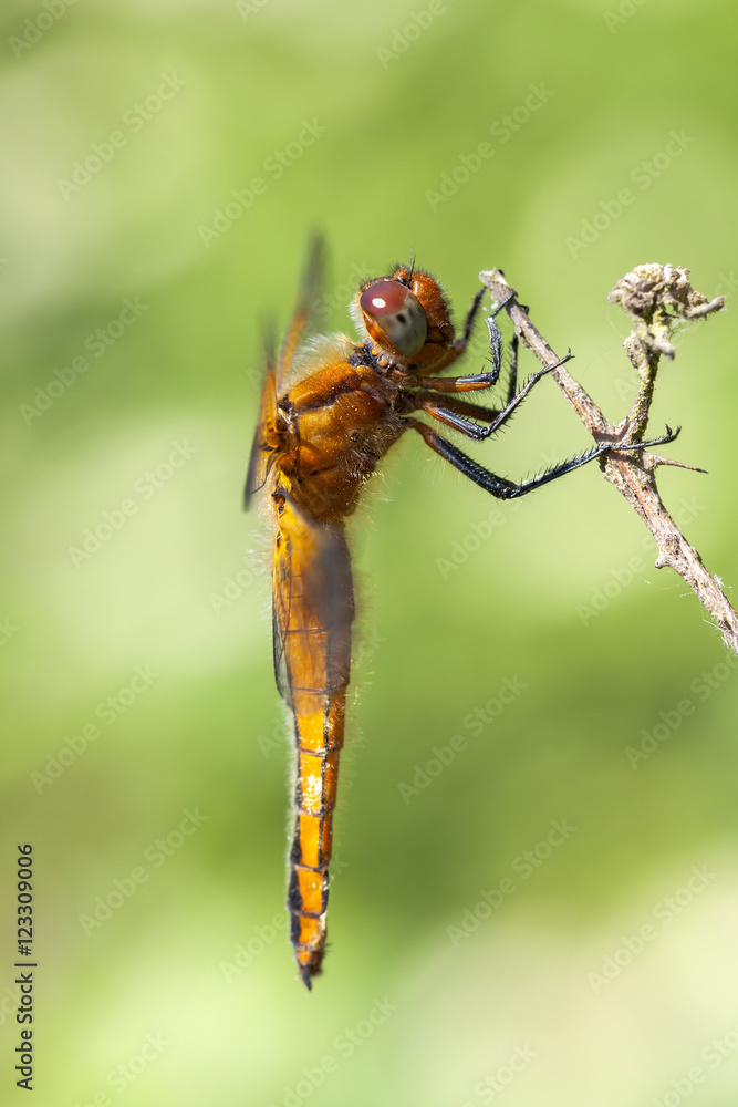 Weibliche Plattbauch Libelle - Libellula depressa - in einer Makroaufnahme Weibliche Plattbauch Libelle - Libellula depressa - in einer Makroaufnahme