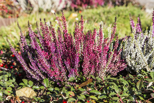 Colorful blooming heather in autumn garden