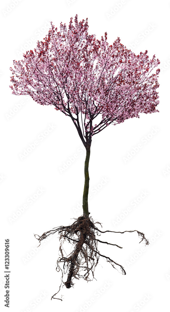 Obraz premium Blossoming pink tree with a root isolated on white