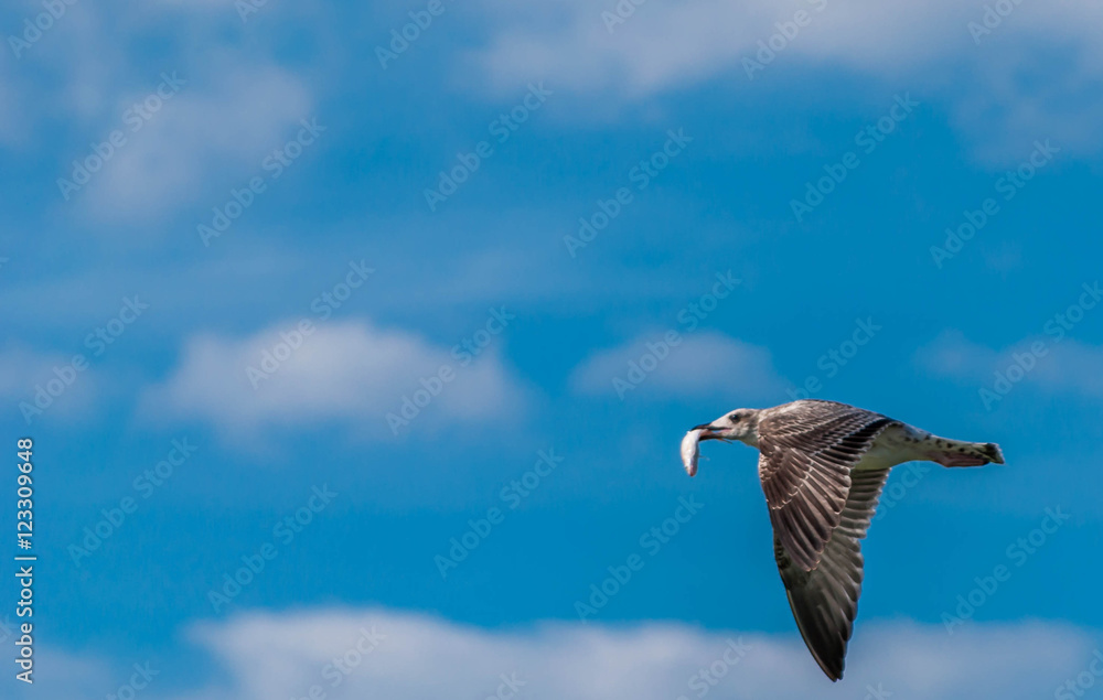 Fototapeta premium Mouette en vol avec un poisson dans son bec.