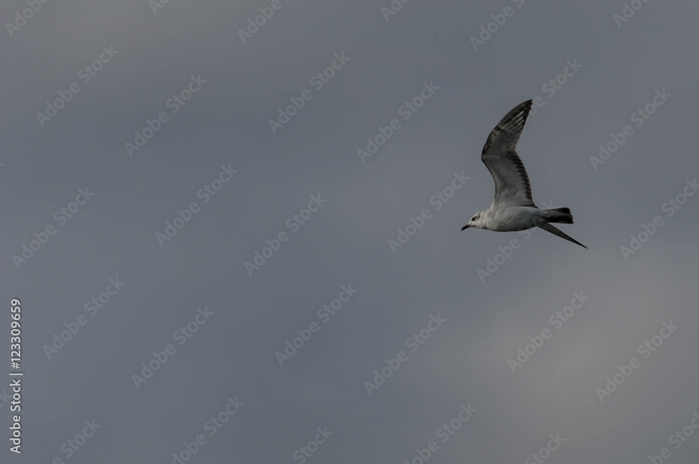 Mouette en vol