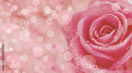 Beautiful rose flower on beautiful bokeh background  with color filter