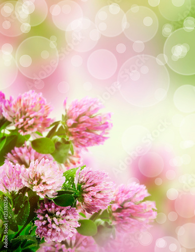 Beautiful flowers on beautiful bokeh background  with color filter