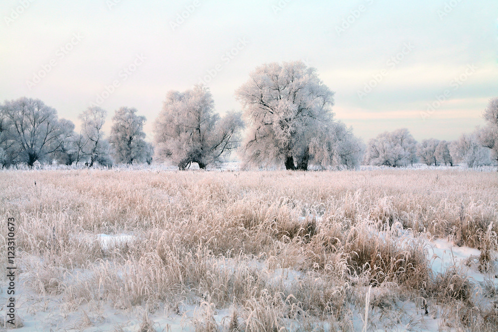oak in hoarfrost
