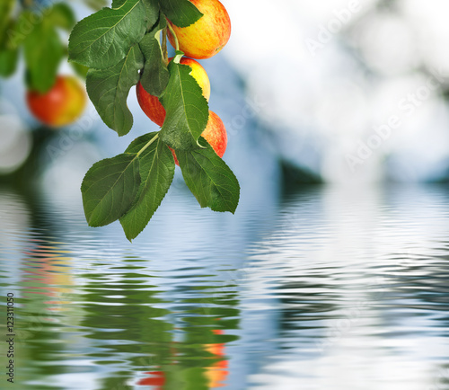  tree branch with apples over water